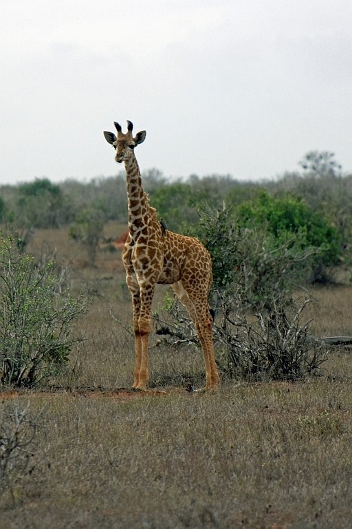 Kenia (432).jpg